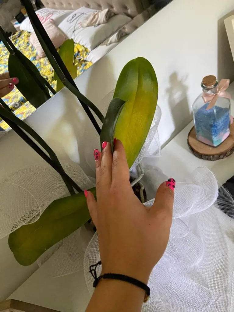 Cura Orchidee in Casa: Innaffiare, Rinvasare e Far Rifiorire 5 Orchidea Phalaenopsis con foglie gialle alla base, possibile segnale di marciume radicale