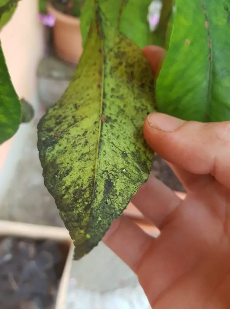Rimedi Naturali per Parassiti del Giardino: Guida Completa 6 FUMAGGINE SU FOGLIA DI LIMONE