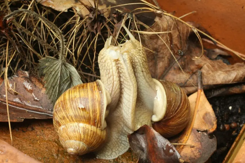 Rimedi Naturali per Parassiti del Giardino: Guida Completa 5 Lumache giardino