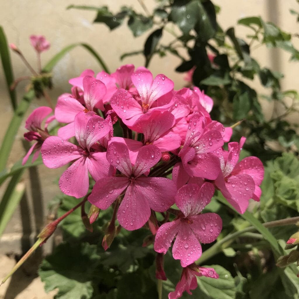 Piante Resistenti alla Siccità: Quali Scegliere e Perché 7 Fioritura rosa di geranio parigino con petali arrotondati e gocce d'acqua, coltivato in vaso da balcone.