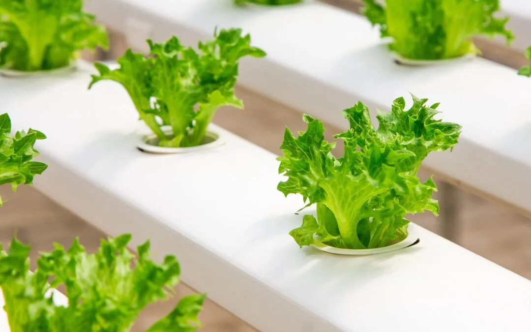 Kit di Coltivazione Idroponica: 7 Motivi per Sceglierlo🌱💡