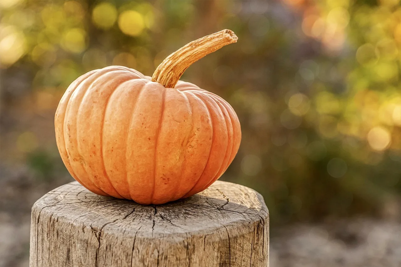 Come coltivare la zucca: pianta di zucca giovane con foglie verdi rigogliose in un orto soleggiato.