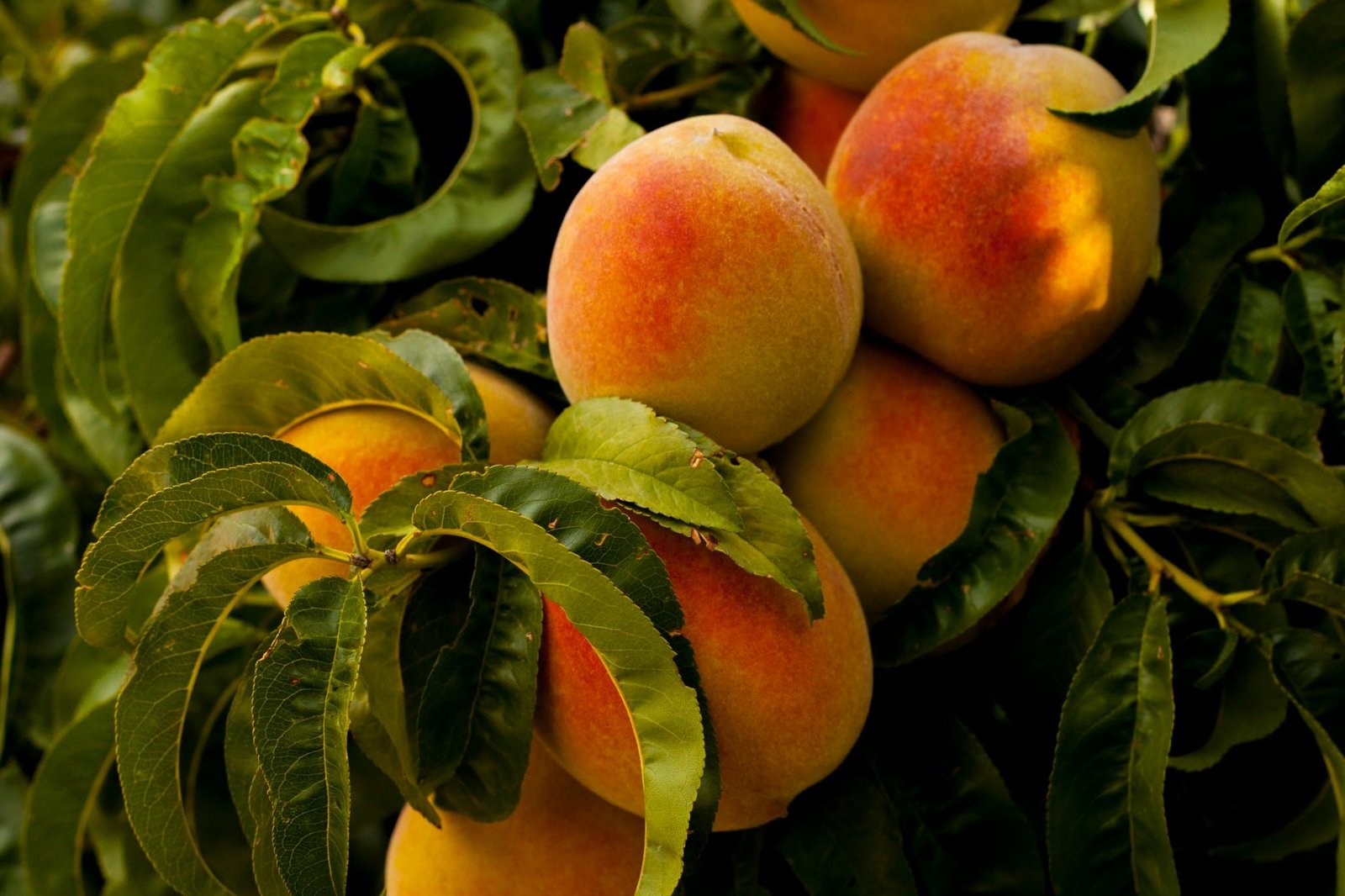 Albero di pesco con frutti maturi e foglie verdi, pronto per la raccolta.