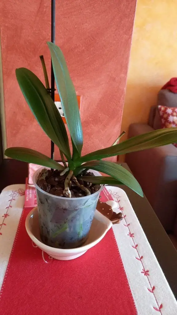 Cura Orchidee in Casa: Innaffiare, Rinvasare e Far Rifiorire 3 Innaffiatura per immersione di orchidea Phalaenopsis in vaso trasparente