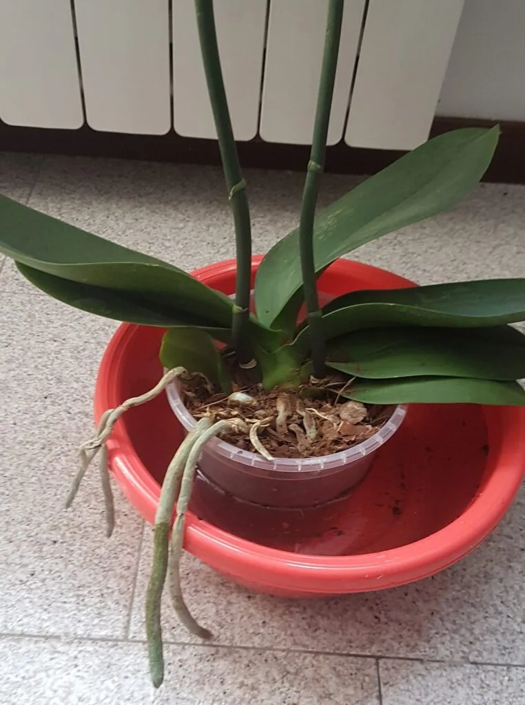 Cura Orchidee in Casa: Innaffiare, Rinvasare e Far Rifiorire 4 Innaffiatura per immersione di orchidea Phalaenopsis in vaso trasparente