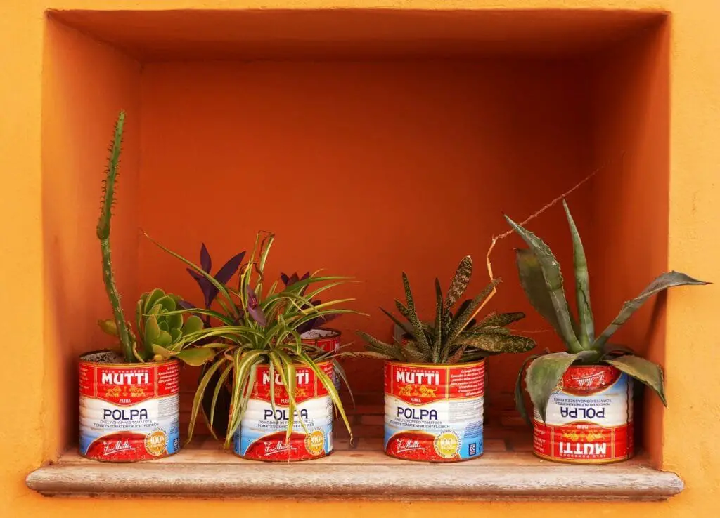 Coltivare l’Orto sul Balcone: Idee, Consigli e Piante Giuste 1 Vasi fai da te realizzati con barattoli di latta per passata di pomodoro Mutti, usati come contenitori per piante grasse, sistemati all’interno di una nicchia colorata.