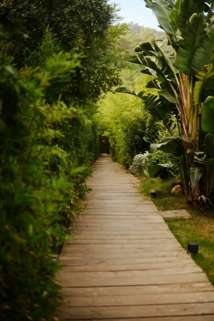 Come Progettare un Giardino da Zero Senza Esperienza 10 Vialetto da giardino in legno naturale tra siepi e piante tropicali