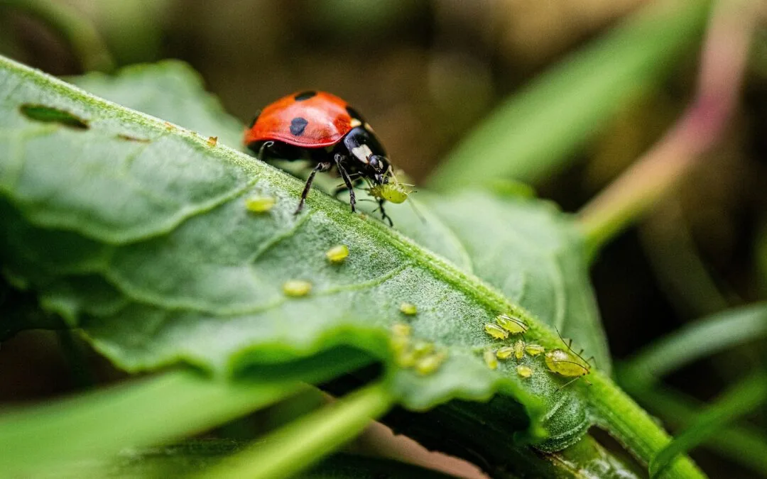 🐛Lotta Biologica nell’Orto: 5 Tecniche Naturali Efficaci
