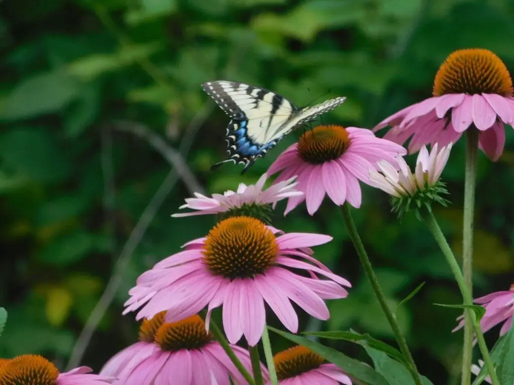 Piante Resistenti alla Siccità: Quali Scegliere e Perché 4 Fiori di echinacea rosa con centro arancione, in piena fioritura estiva, coltivati in un giardino soleggiato.