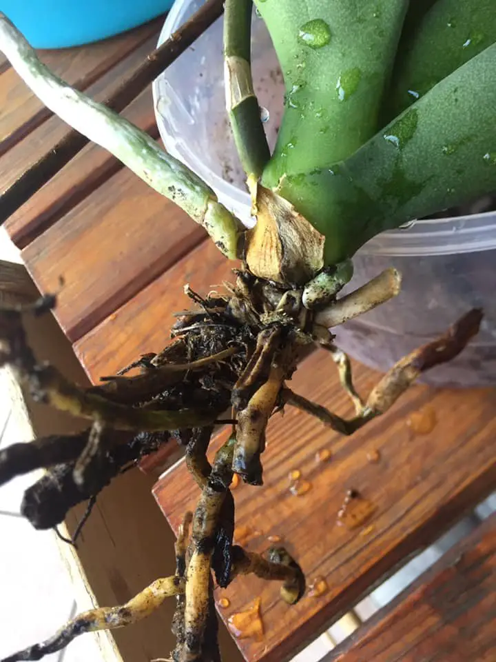 Cura Orchidee in Casa: Innaffiare, Rinvasare e Far Rifiorire 19 Orchidea con marciume radicale, radici nere e molli da rimuovere prima del rinvaso