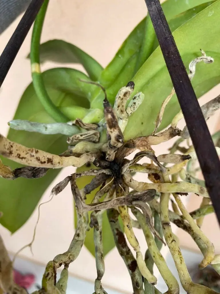 Cura Orchidee in Casa: Innaffiare, Rinvasare e Far Rifiorire 20 Radici di orchidea con segni di marciume e colletto annerito, tipico danno da ristagno d’acqua