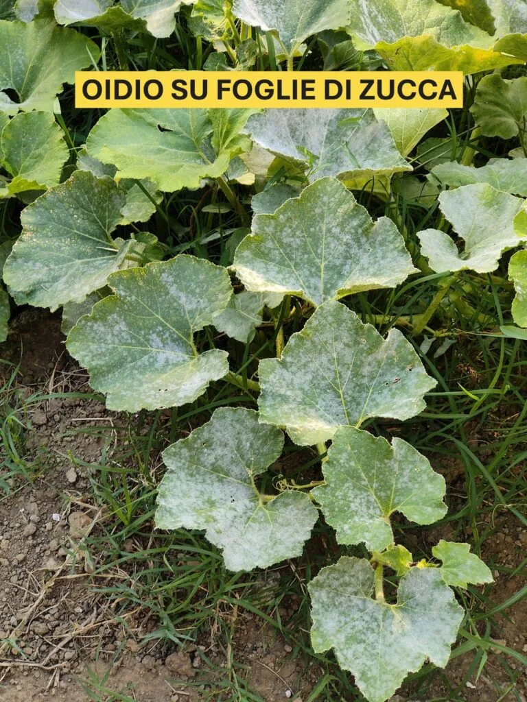 Come Coltivare la Zucca nell'Orto e in Vaso: Guida Completa 12 Foglia di zucca ricoperta da polvere bianca tipica dell'infezione da oidio
