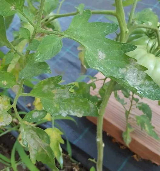 Pomodori in Orto e In Vaso: Guida Pratica Completa 2025 5 Foglie di pomodoro con oidio, caratterizzate da una patina bianca e polverosa tipica della malattia fungina