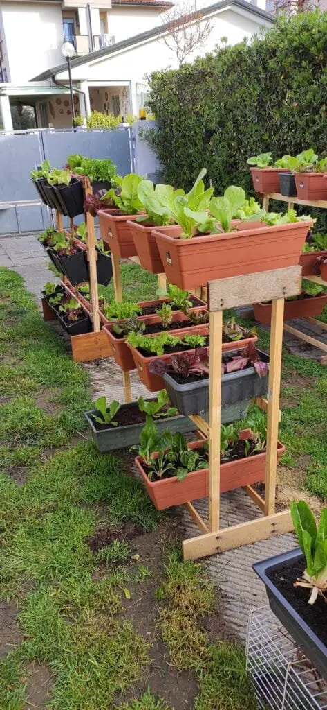 Coltivare l’Orto sul Balcone: Idee, Consigli e Piante Giuste 7 Orto domestico con vasi e cassette disposte su più livelli in legno, sistemati in giardino per ottimizzare lo spazio coltivabile.