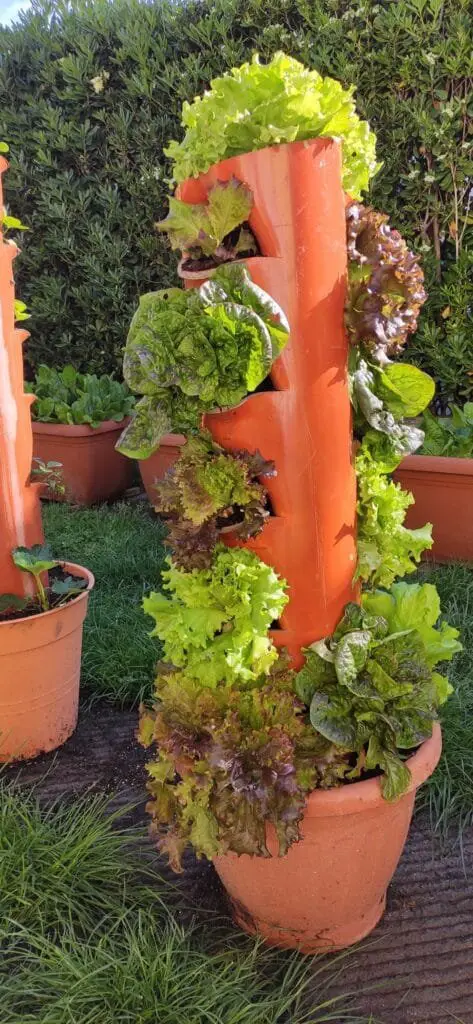 Coltivare l’Orto sul Balcone: Idee, Consigli e Piante Giuste 8 Coltivazione verticale di lattughe in tubo arancione forato, inserito in vaso, ideale per piccoli spazi e balconi esposti al sole.