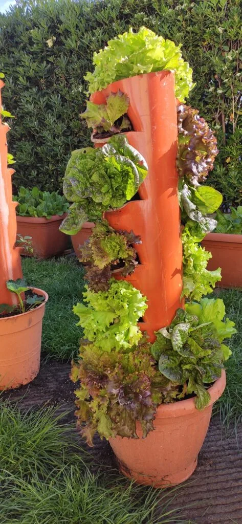 Coltivare l’Orto sul Balcone: Idee, Consigli e Piante Giuste 8 Coltivazione verticale di lattughe in tubo arancione forato, inserito in vaso, ideale per piccoli spazi e balconi esposti al sole.
