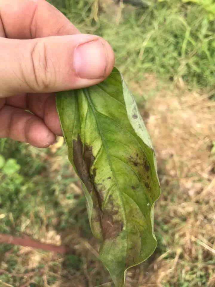 Coltivare Basilico in Orto e in Vaso: Guida Completa 7 Foglie di basilico colpite da peronospora, con macchie scure, tessuto danneggiato e segni evidenti di marciume.