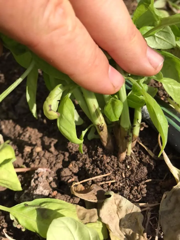 Coltivare Basilico in Orto e in Vaso: Guida Completa 6 Foglie di basilico colpite da peronospora, con macchie scure, tessuto danneggiato e segni evidenti di marciume.