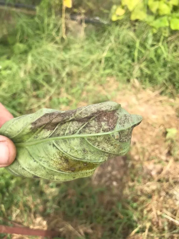 Coltivare Basilico in Orto e in Vaso: Guida Completa 8 Foglie di basilico colpite da peronospora, con macchie scure, tessuto danneggiato e segni evidenti di marciume.