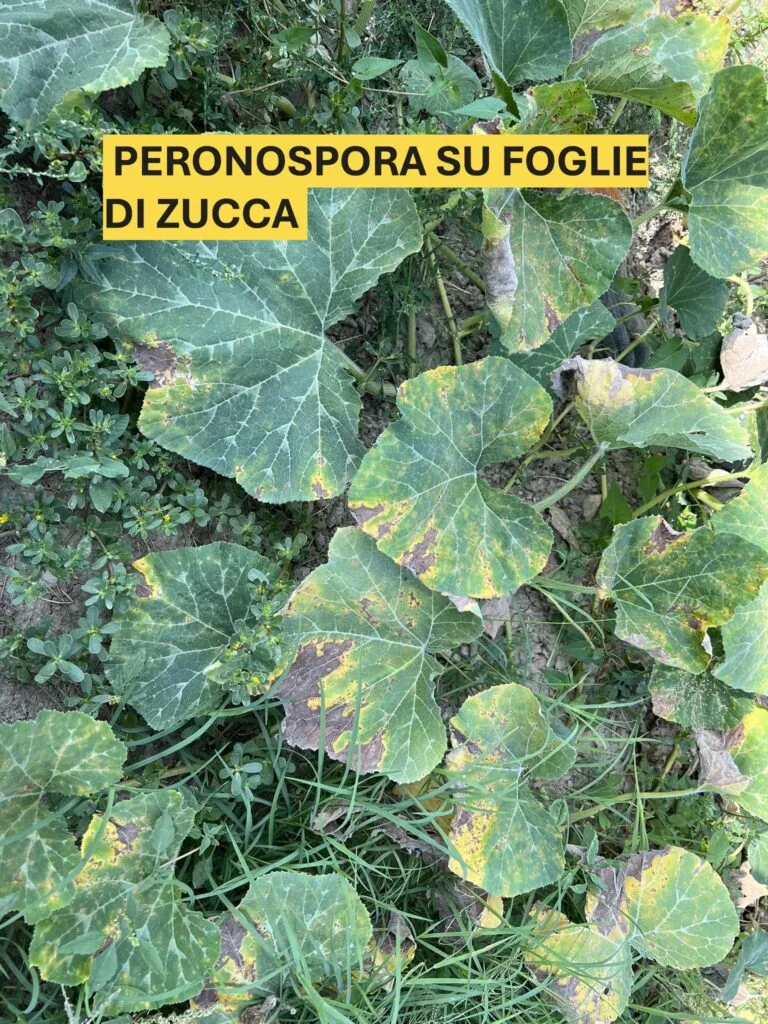 Come Coltivare la Zucca nell'Orto e in Vaso: Guida Completa 11 Foglia di pianta di zucca con macchie giallastre e segni di infezione da peronospora