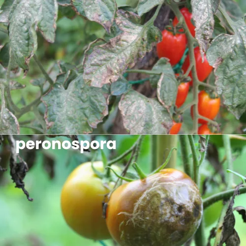 Malattie del Pomodoro: Guida a Sintomi e Rimedi Naturali 3 Foglie e frutti di pomodoro colpiti da peronospora, con macchie scure e muffa grigia visibile sulle bacche.