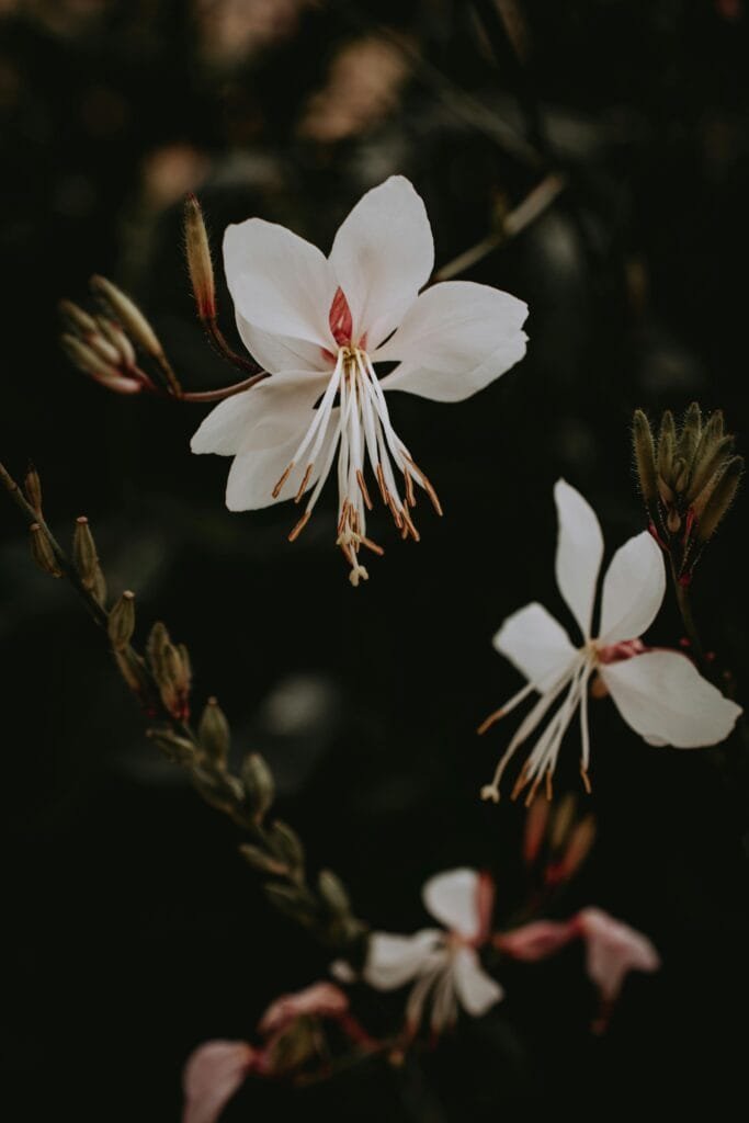 Piante Resistenti alla Siccità: Quali Scegliere e Perché 2 Fioritura leggera di Gaura lindheimeri, con petali bianchi e rosa, su steli sottili in un’aiuola soleggiata.