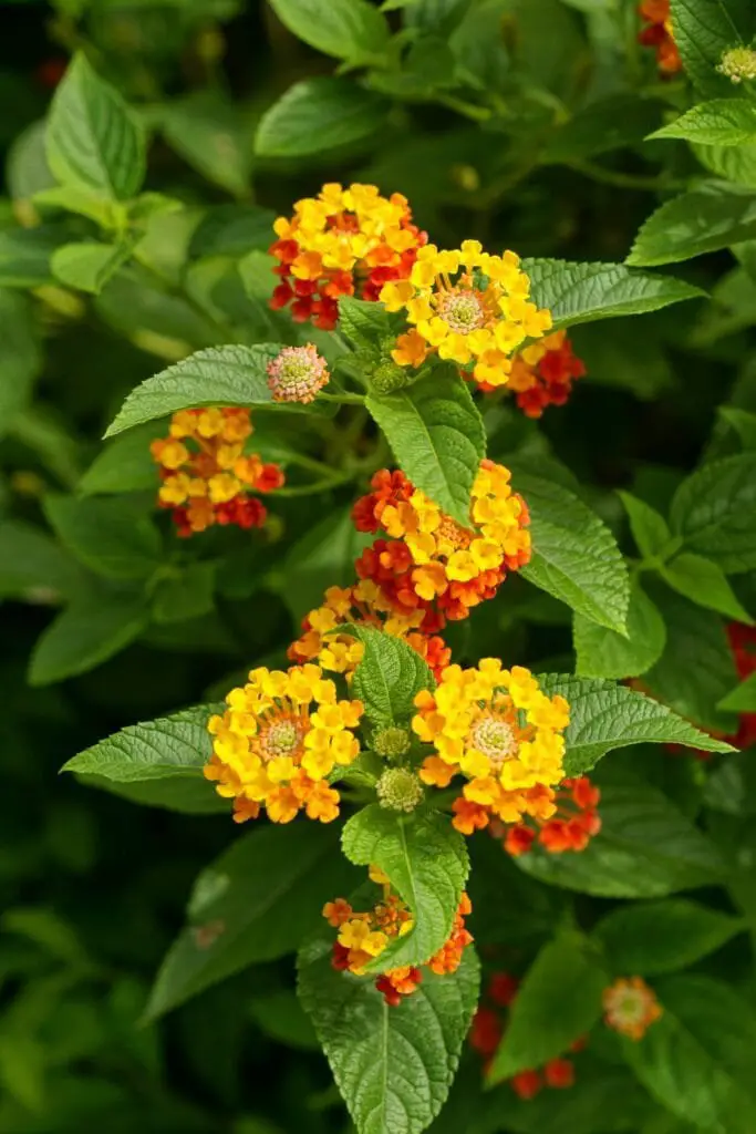 Piante Resistenti alla Siccità: Quali Scegliere e Perché 6 Infiorescenze colorate di lantana, con piccoli fiori a grappolo gialli, arancioni, su foglie rugose, ideali per aiuole e balconi assolati.