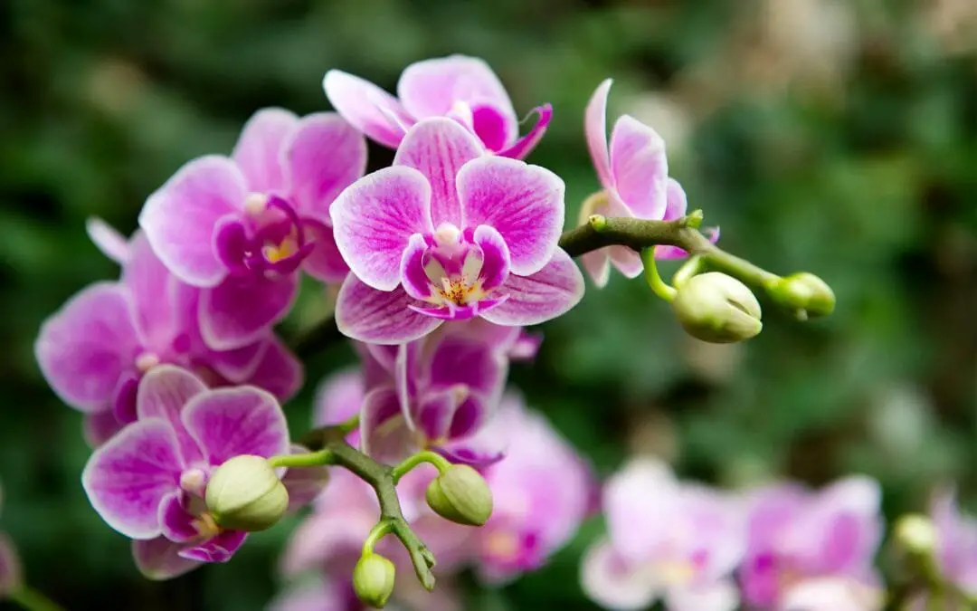 Cura Orchidee in Casa: Innaffiare, Rinvasare e Far Rifiorire