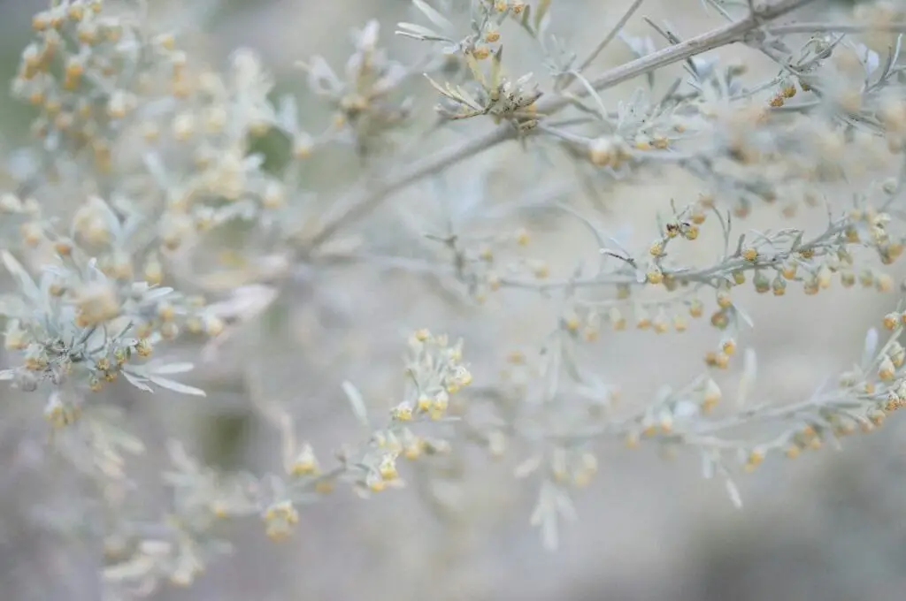 Piante Resistenti alla Siccità: Quali Scegliere e Perché 3 artemisia con foglie grigio-argento, cresciuto in terreno asciutto, ideale per zone aride.