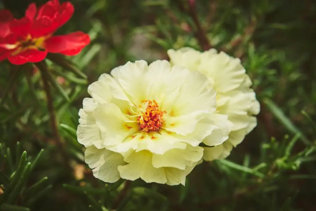 Piante Resistenti alla Siccità: Quali Scegliere e Perché 5 Fiore di portulaca giallo crema a petali doppi con centro arancione, coltivata in vaso soleggiato con fogliame verde carnoso.