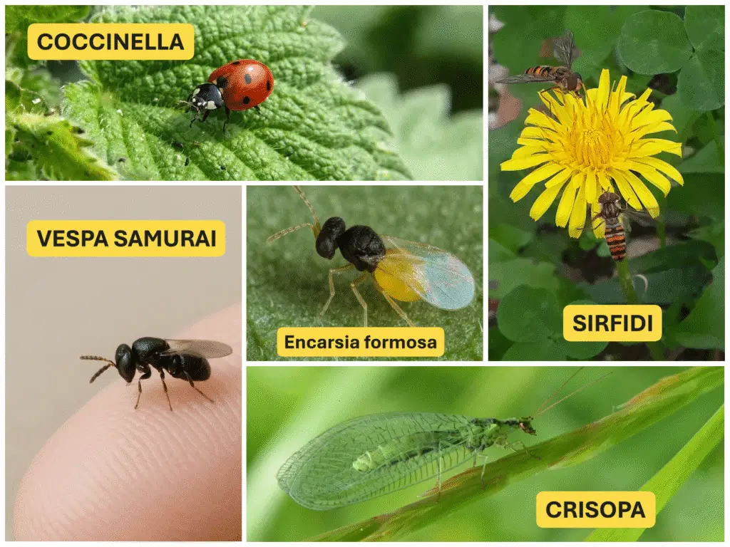 Lotta Biologica Parassiti: Metodi Naturali e Insetti Utili 1 Insetti utili per la lotta biologica: coccinella su foglia di ortica, vespa samurai su dito umano, Encarsia formosa su foglia, sirfidi su fiore giallo e crisopa su stelo verde.