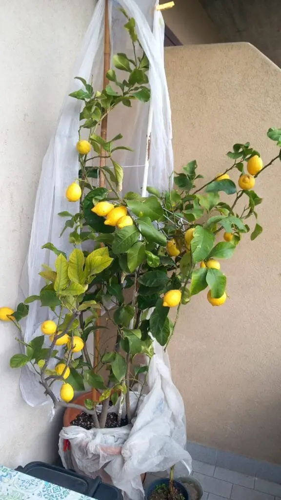 Salmoriglio Siciliano: Ricetta, Usi e Ingredienti Freschi 4 Pianta di limone in vaso sul mio balcone, carica di limoni maturi pronti per essere raccolti e utilizzati nella ricetta del salmoriglio siciliano.