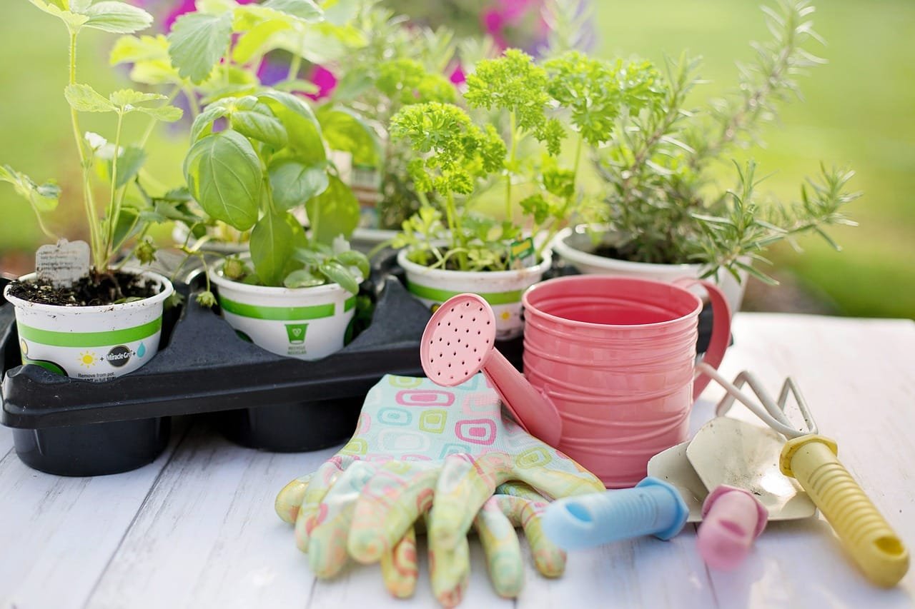 Vasi con piantine in crescita e attrezzi da giardinaggio su un tavolo all'aperto.