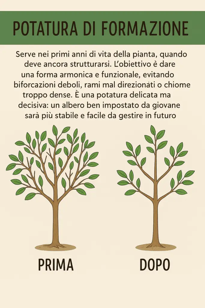 Come Potare Piante da Frutto, Rose, Siepi e Bonsai: Tecniche 1 Illustrazione educativa con esempio di potatura di formazione: a sinistra pianta giovane non potata con rami disordinati, a destra la stessa pianta dopo la potatura con struttura equilibrata e chioma aperta.
