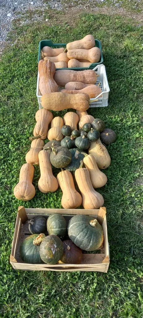 Come Coltivare la Zucca nell'Orto e in Vaso: Guida Completa 13 Zucche mature appena raccolte, con peduncolo secco.