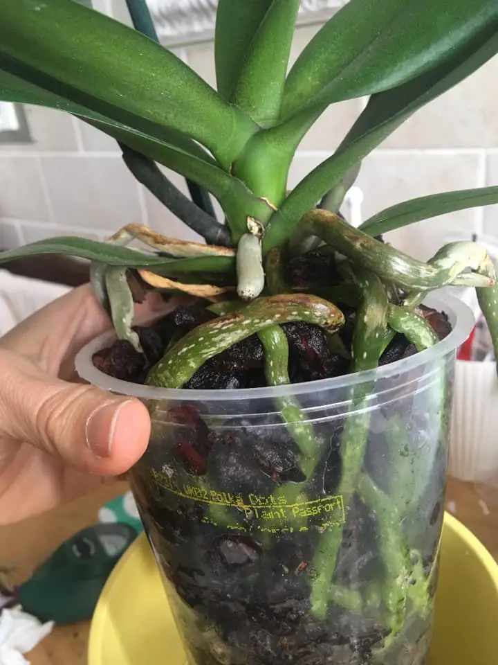 Cura Orchidee in Casa: Innaffiare, Rinvasare e Far Rifiorire 10 Radici aeree verdi e carnose di orchidea Phalaenopsis in vaso trasparente, segno di buona salute