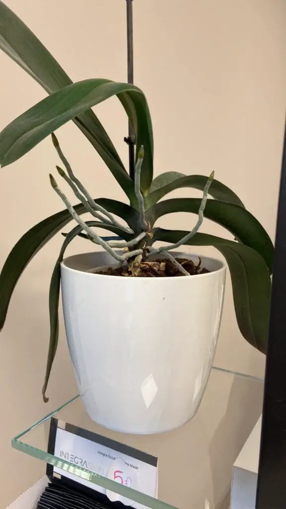 Cura Orchidee in Casa: Innaffiare, Rinvasare e Far Rifiorire 11 Orchidea in vaso bianco con radici aeree secche e grigiastre, indicano mancanza di umidità