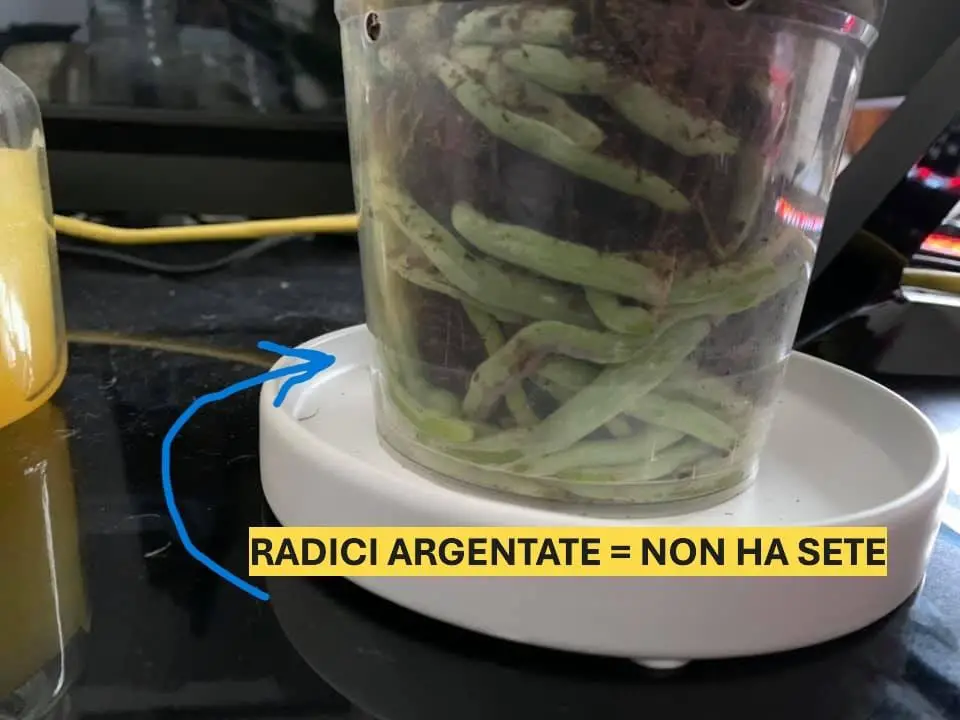 Cura Orchidee in Casa: Innaffiare, Rinvasare e Far Rifiorire 1 Radici argentate di orchidea Phalaenopsis in vaso trasparente, indicano necessità di acqua