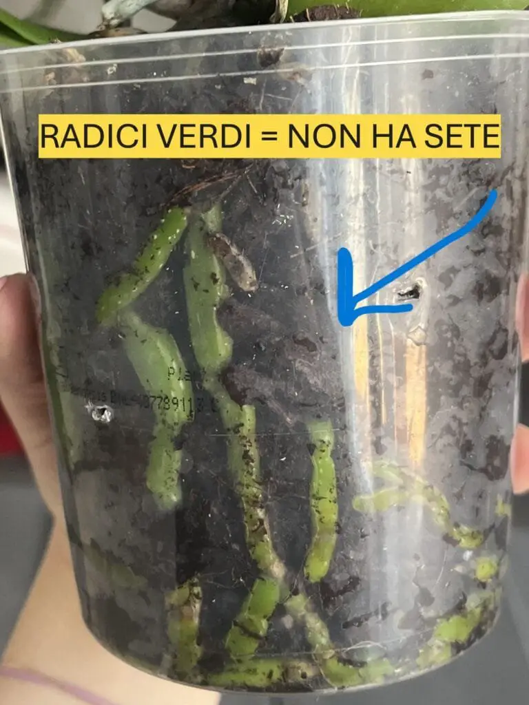 Cura Orchidee in Casa: Innaffiare, Rinvasare e Far Rifiorire 2 Radici verdi di orchidea Phalaenopsis in vaso trasparente, indicano che non ha bisogno di acqua