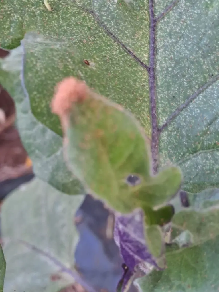 Lotta Biologica Parassiti: Metodi Naturali e Insetti Utili 4 Foglie di melanzana colpite da ragnetto rosso, con polvere rossa e foglie piene di puntini.