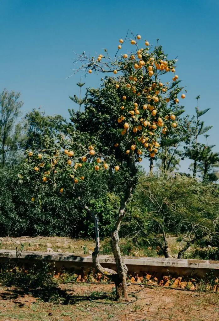 Coltivazione del pesco: tecniche, cure e varietà consigliate 1 Albero da frutto adulto in piena terra carico di pesche mature in un frutteto soleggiato