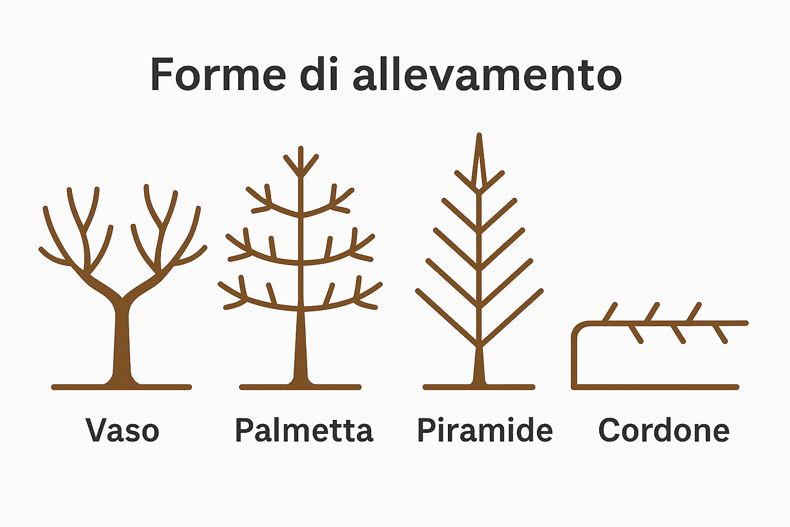 Potatura di Formazione: Tecniche, Periodi, Errori da Evitare 2 Schema grafico delle principali forme di allevamento: vaso, palmetta, piramide, cordone.