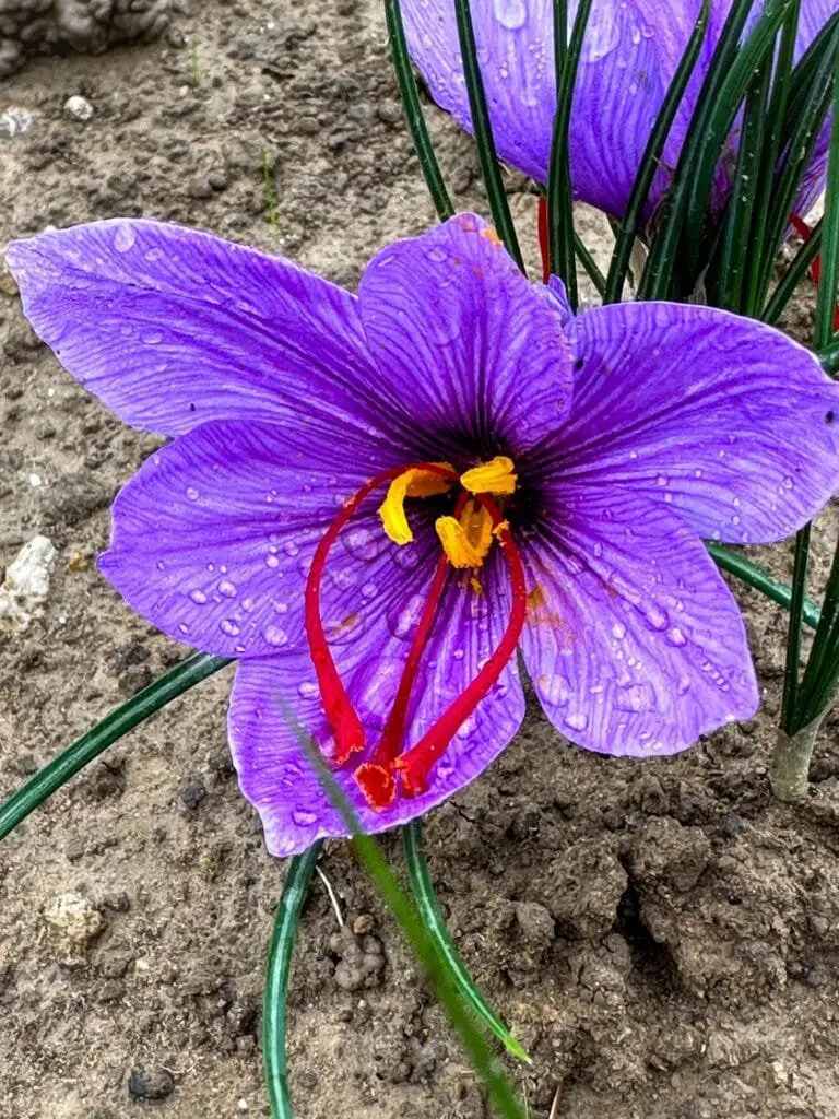 Zafferano Fai da Te: Coltivazione Facile in Vaso o in Orto 7 dettaglio di un fiore di zafferano con stimmi rossi e antere gialle visibili