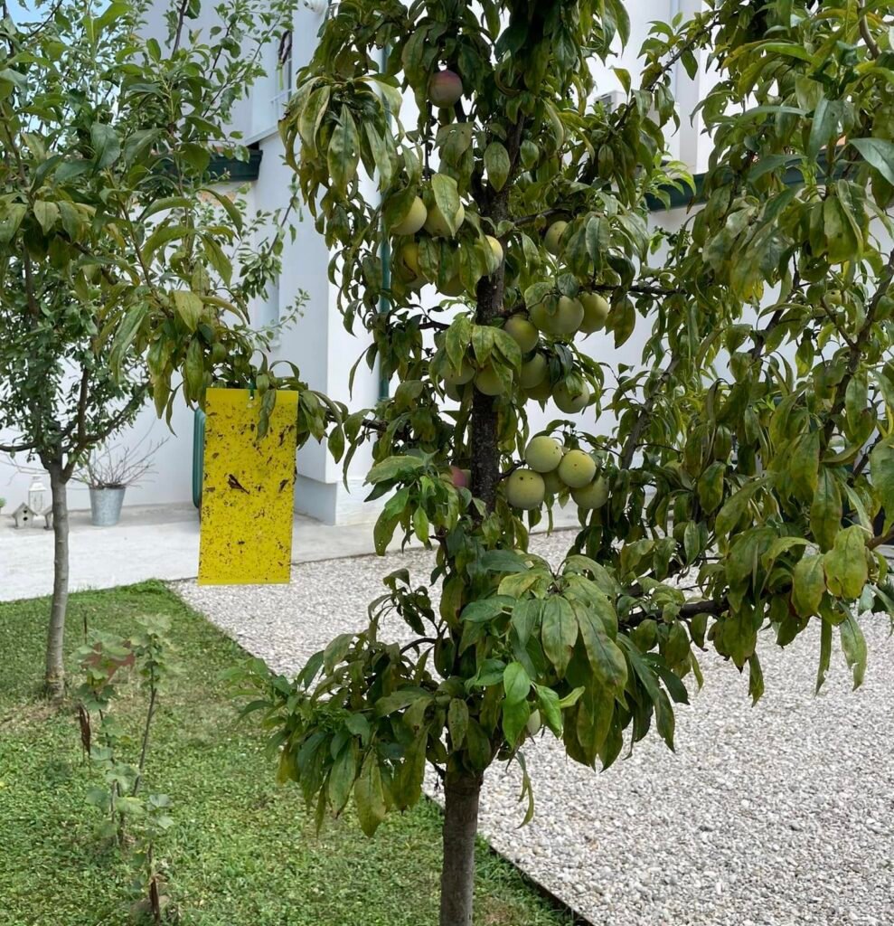 Lotta Biologica Parassiti: Metodi Naturali e Insetti Utili 7 trappole cromotropiche gialle, attirano gli insetti e la colla non li fa scappare più