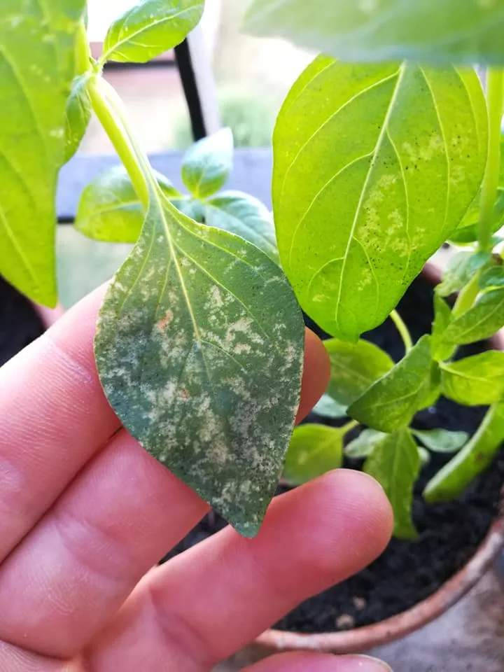Coltivare Basilico in Orto e in Vaso: Guida Completa 12 Foglie di basilico con macchie argentate, a puntini, e scolorite causate da un'infestazione di tripidi, visibili al tatto e alla vista come danni puntiformi o striature.
