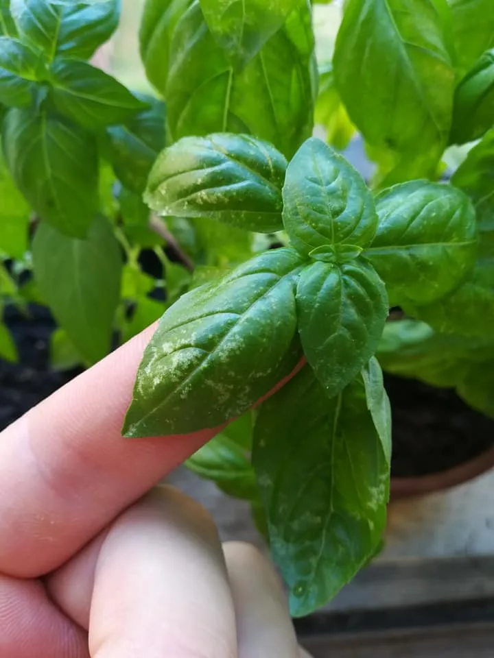 Coltivare Basilico in Orto e in Vaso: Guida Completa 13 Foglie di basilico con macchie argentate, a puntini, e scolorite causate da un'infestazione di tripidi, visibili al tatto e alla vista come danni puntiformi o striature.