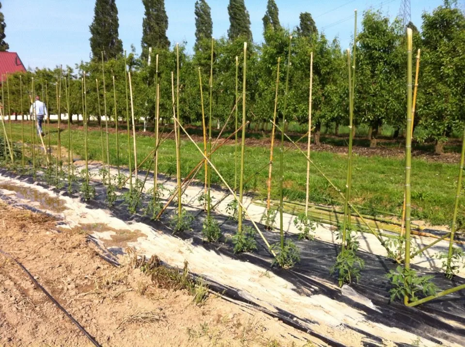 Pomodori in Orto e In Vaso: Guida Pratica Completa 2025 3 Coltivazione di pomodori in campo con tutori in bamboo disposti a incrocio, per sostenere le piante durante la crescita