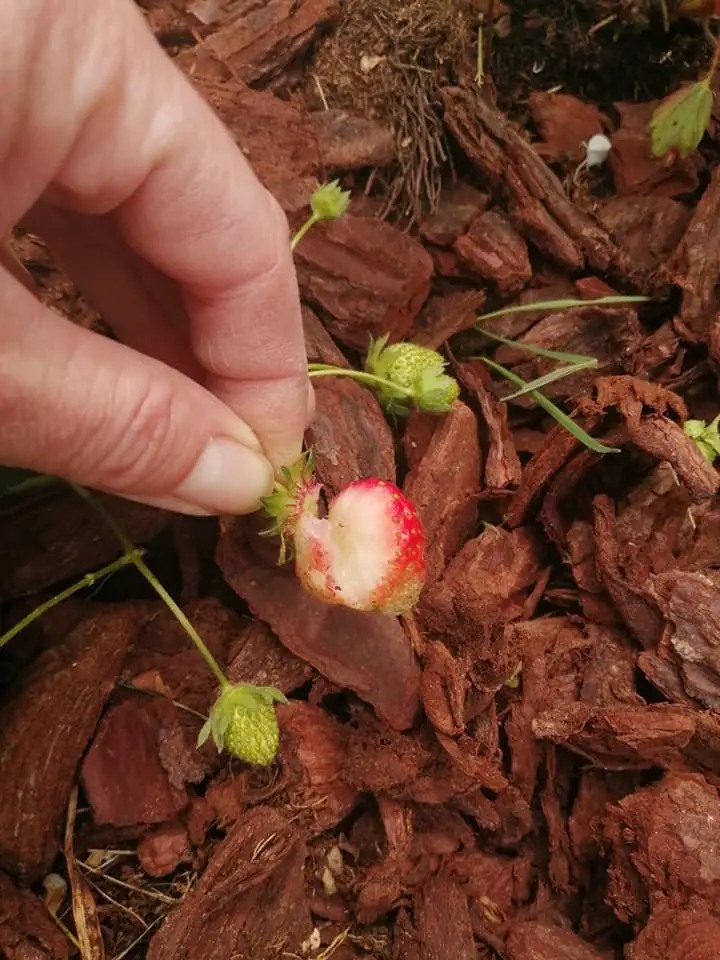Coltivare Fragole in Vaso e Orto: Guida Completa 15 Fragola rosicchiata sul terreno pacciamato con corteccia, segno evidente di danni causati da lumache o roditori.