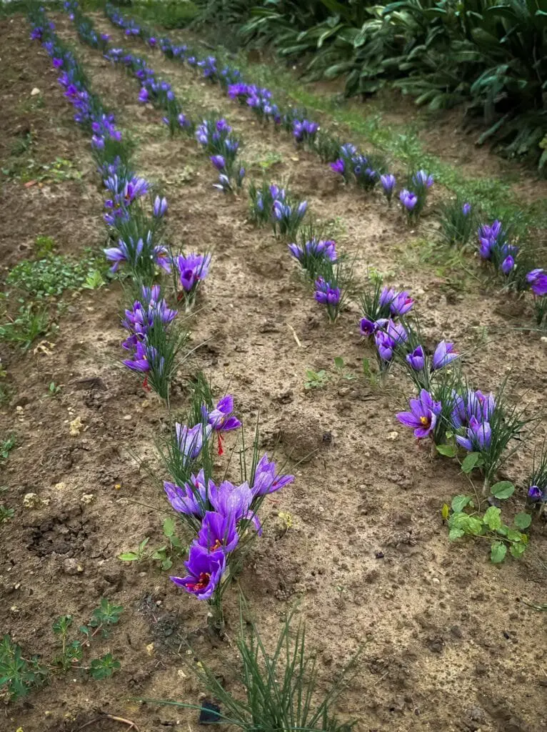 Zafferano Fai da Te: Coltivazione Facile in Vaso o in Orto 5 Filari di zafferano in piena terra durante la fioritura, con fiori viola disposti ordinatamente su terreno drenante