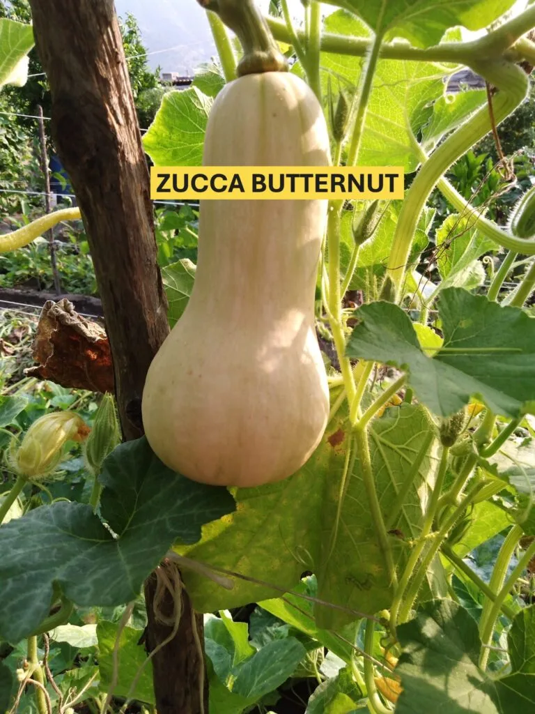 Come Coltivare la Zucca nell'Orto e in Vaso: Guida Completa 1 Pianta di zucca Butternut coltivata in orto con frutto maturo